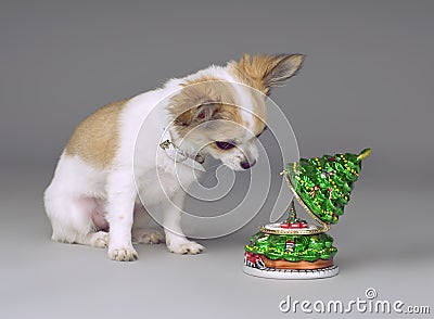 Cute chihuahua puppy listening Christmas music box