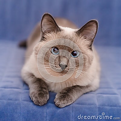 Cute colorpoint blue-eyed cat lying and looking at camera