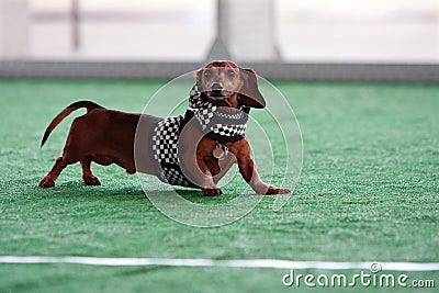 Cute Dachshund Wears Checkered Flag Outfit at Dog Festival