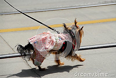 Cute dog in a dress