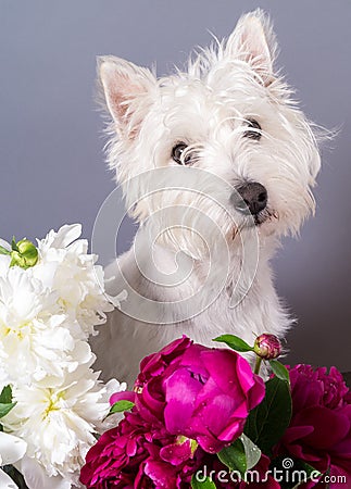 Cute Dog with Flowers