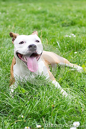 Cute dog laying in green grass