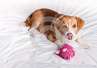 Cute Dog licking her nose