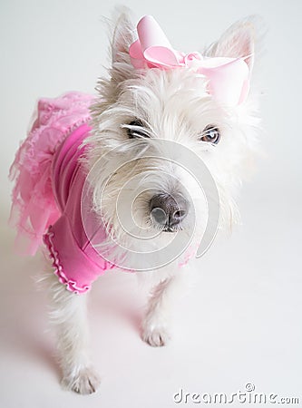 Cute Dog in Pink Tutu