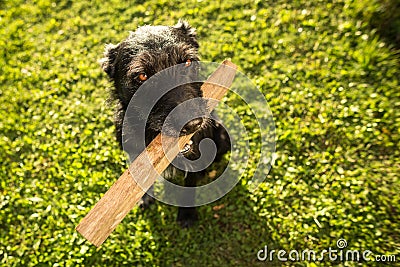 Cute dog playing with a piece of wood