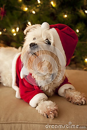 Cute dog in Santa costume