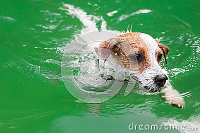 Cute dog swimming