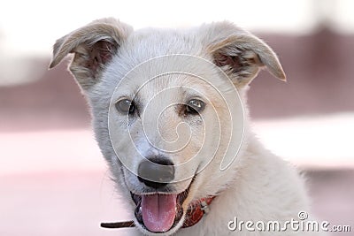 Cute doggy portrait