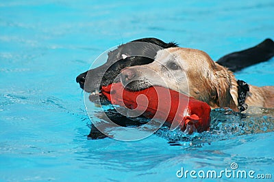 Cute dogs at a pool