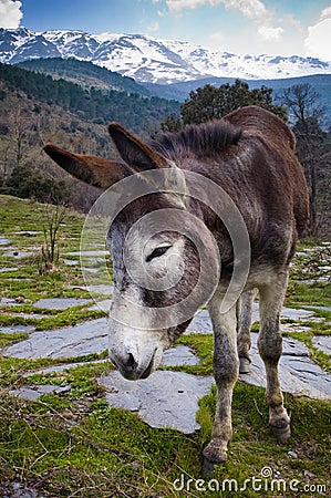 Cute donkey in nature