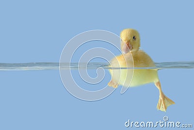 Cute duck on the water over blue background