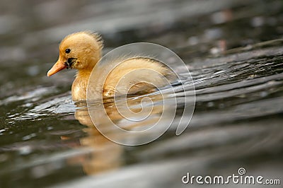 Cute duckling