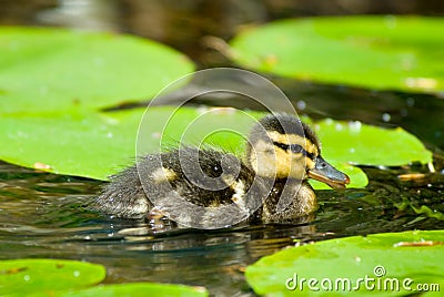 Cute duckling in spring