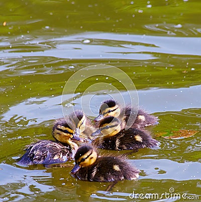 Cute ducklings