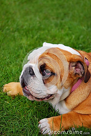 Cute english bulldog puppy