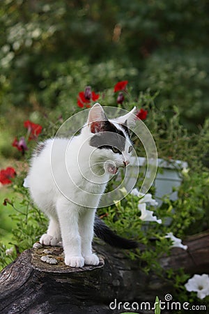 Cute funny kitten sitting near the flower bed