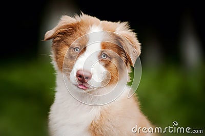 Cute funny puppy Australian Shepherd