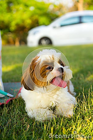 Cute funny shih tzu breed dog outdoors