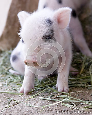 Cute and fuzzy one week old baby piglets