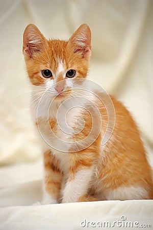 Cute ginger kitten