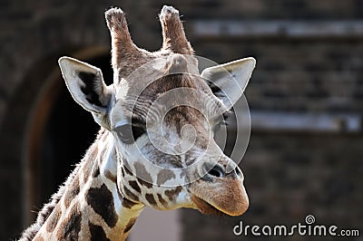 Cute giraffe closeup portrait
