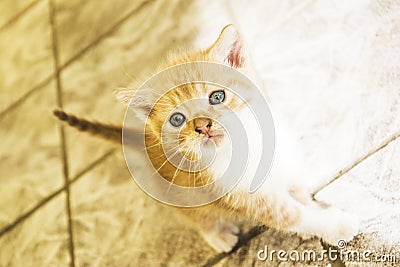 Cute golden kitten posing