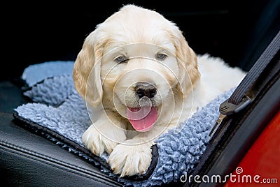 Cute GR Golden Retriever puppy on back seat of car
