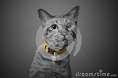 Cute grey cat, curious looking, black and white background