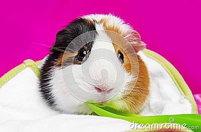 Cute guinea pig with a spoon