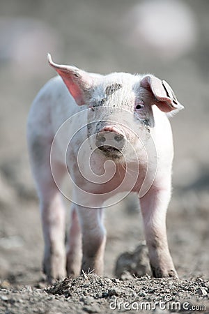 Cute happy baby pig
