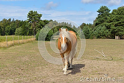 Cute horse on field