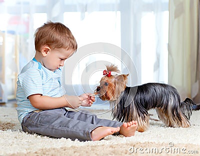 Cute kid boy feeding pet dog york