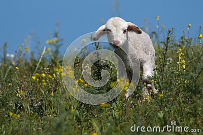 Cute Lamb on filed