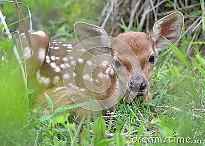 Cute little deer