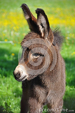 Cute little donkey
