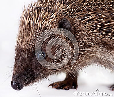 Cute little hedgehog.