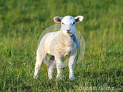 Cute little lamb
