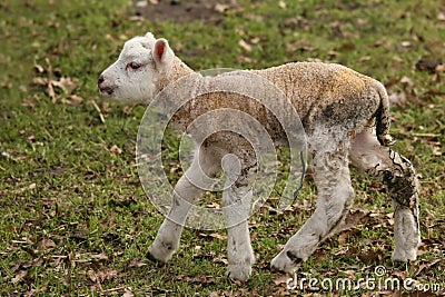 Cute little lamb walking