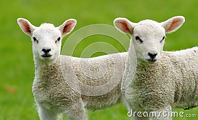 Cute Little Lambs