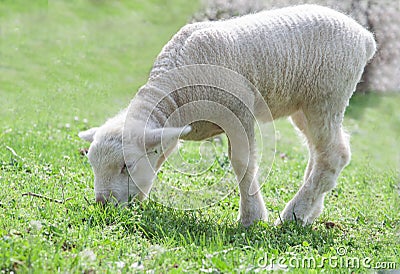 Cute little lambs