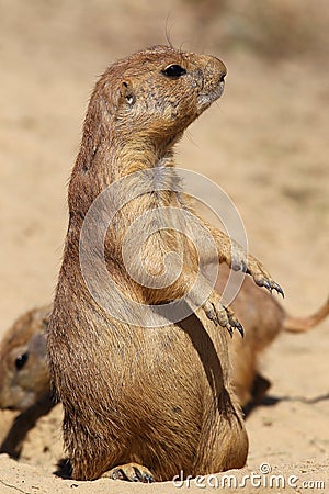 Cute little prairie dog in characteristic posture