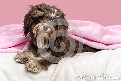 Cute lying chocolate Havanese dog in a bed