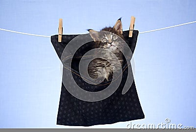 Cute Maine Coon kitten inside peg bag