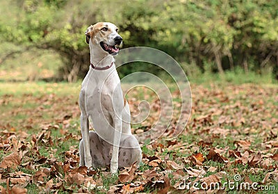 Cute male dog in a autumn scenery