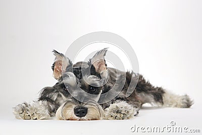 Cute Miniature Schnauzer Puppy Dog on White Background