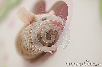 Cute mouse rat rodent looking out of the window