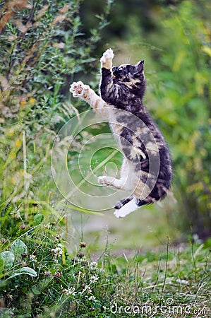 Cute multicolored kitty in jump