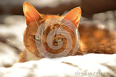 Cute orange cat in sunshine