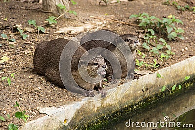 Cute Otter in the zoo