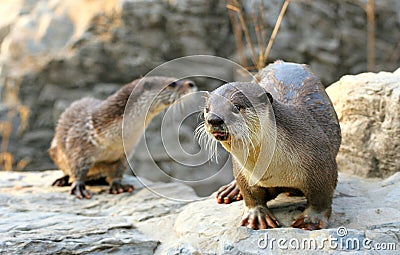 Cute Otters